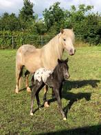 Palomino Appaloosa Merrie met veulen, Dieren en Toebehoren, Pony's, Meerdere dieren, A pony (tot 1.17m), 0 tot 2 jaar