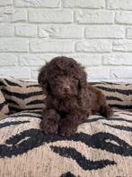 Choco toy poedel pups uit geteste ouders, Dieren en Toebehoren, Poedel, CDV (hondenziekte), 8 tot 15 weken, Meerdere