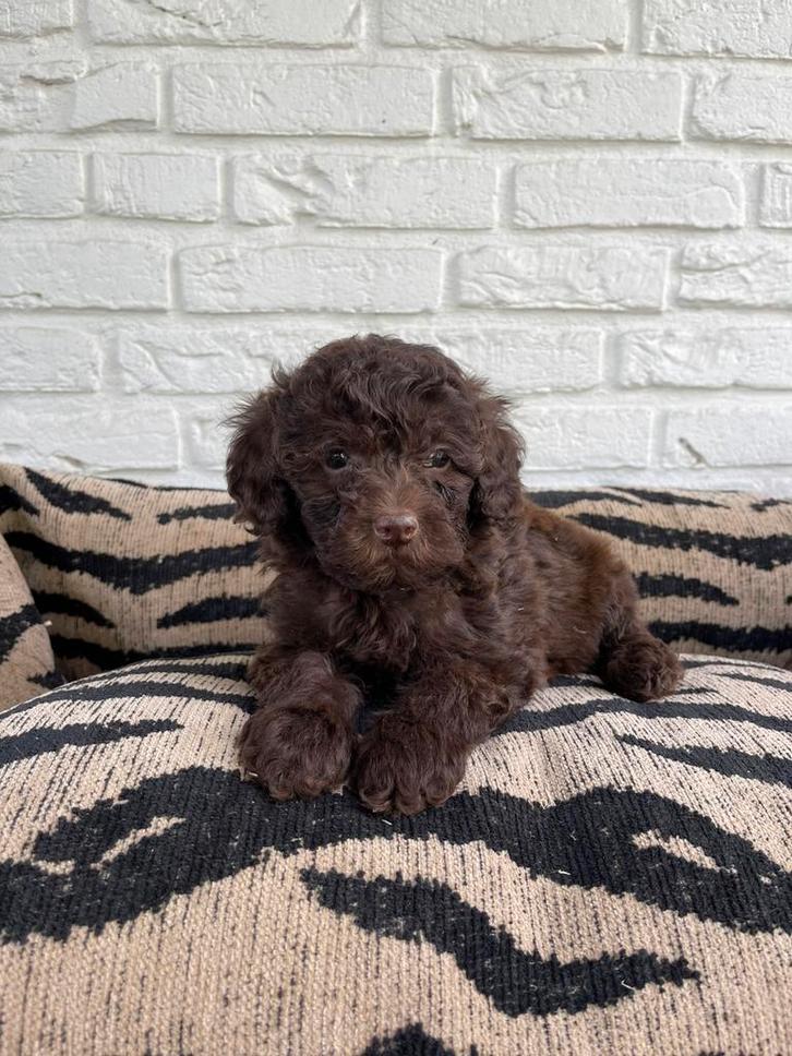 Choco toy poedel pups uit geteste ouders, Dieren en Toebehoren, Honden | Chihuahua's en Gezelschapshonden, Meerdere dieren, Poedel