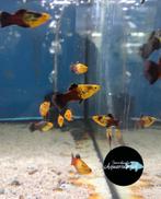 Xiphophorus Maculatus Gold/Black Platy, Vis, Zoetwatervis