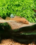 Ancistrus L 144 super red met longfin gen, Dieren en Toebehoren, Vissen | Aquariumvissen, Vis