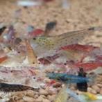 Mixed uitgeselecteerde Neocaridina garnalen, Dieren en Toebehoren, Vissen | Aquariumvissen, Kreeft, Krab of Garnaal, Zoetwatervis