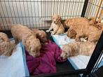Te koop 3/4 Australische labradoodle pups medium., Dieren en Toebehoren, Honden | Niet-rashonden, CDV (hondenziekte), 8 tot 15 weken