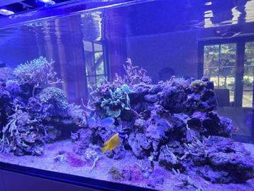 Saltwater fish, shrimp, coral and live rock for sale beschikbaar voor biedingen