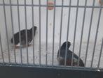 koppel chinese dwerg kwartels, Meerdere dieren, Tropenvogel