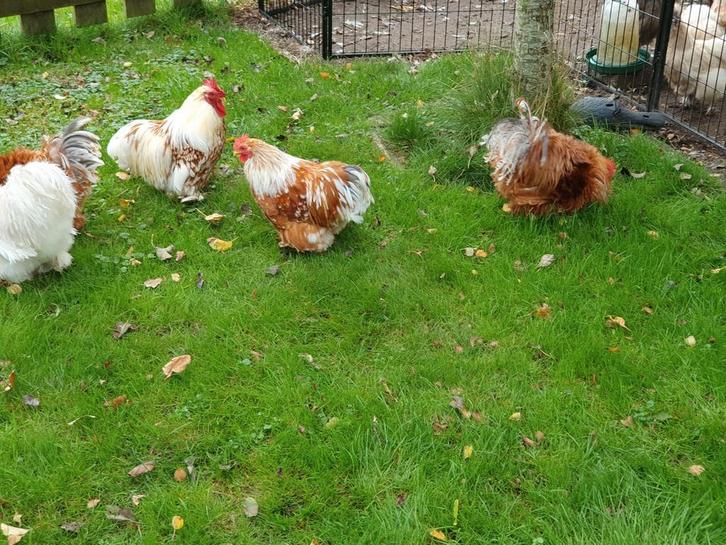 Prachtig cochin kriel, Dieren en Toebehoren, Pluimvee, Kip, Mannelijk