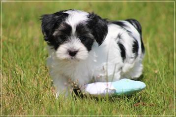 Leuke Boomer pups! beschikbaar voor biedingen