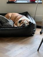 Hondenoppas gezocht voor vakantie, Particuliere oppas