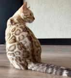 Prachtige mink bengaal kater, Dieren en Toebehoren, Katten en Kittens | Overige Katten, Kater, Kortharig, 0 tot 2 jaar
