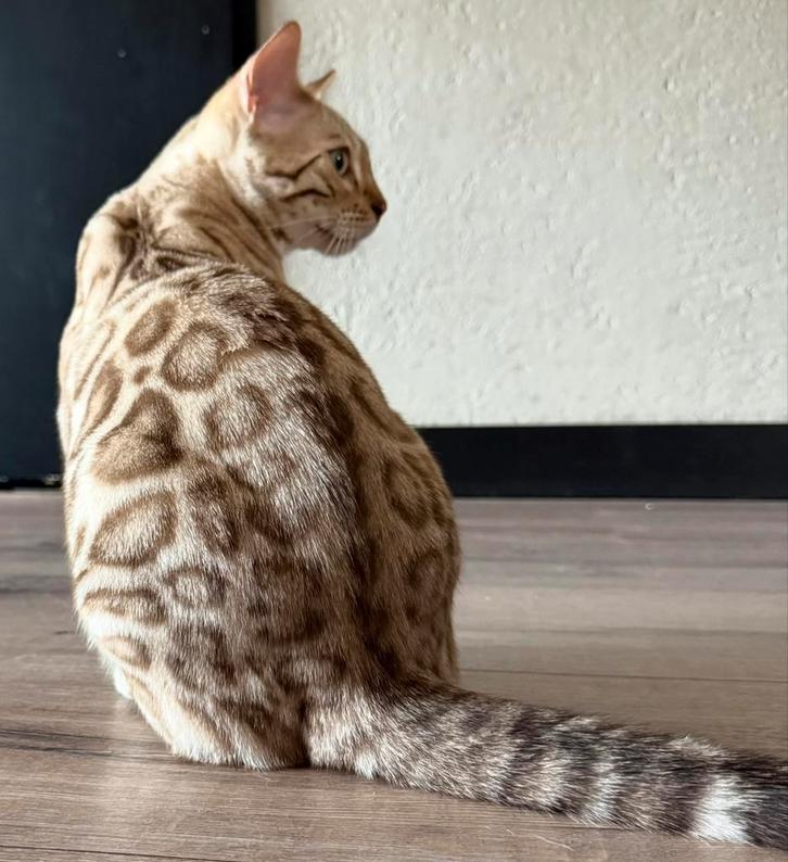 Prachtige mink bengaal kater, Dieren en Toebehoren, Katten en Kittens | Overige Katten, Kortharig, Kater, 0 tot 2 jaar