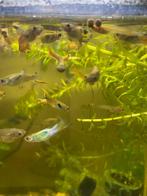 Guppies geatis, Dieren en Toebehoren, Vissen | Aquariumvissen, Vis