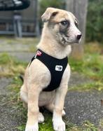 Lieve puppy zoekt warm mandje, 8 tot 15 weken, Teef, Groot, Eén hond