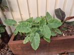 Colocasia Jack Giant ( olifantsoor ), Ophalen, Zomer, Overige soorten, Volle zon