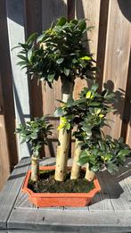 Ficus microcarpa forest bonsai, Bloeit niet, Halfschaduw, Overige soorten, Minder dan 100 cm