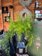 Asparagus Sprengeri - Prachtige sierplant, Ophalen, Halfschaduw, Minder dan 100 cm