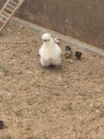 4 cochin kipjes met kuikens, Dieren en Toebehoren, Pluimvee, Meerdere dieren, Kip
