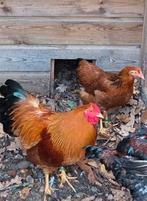 Mooie Dresner kriel trio, Dieren en Toebehoren, Pluimvee, Meerdere dieren, Kip
