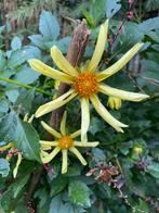 Ster Dahlia - geel, Tuin en Terras, Bloembollen en Zaden, Ophalen of Verzenden, Voorjaar, Volle zon, Wortelstok