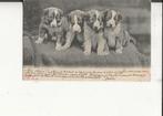 Vier jonge puppy s 10 oct 1899, Verzenden, Voor 1920, Gelopen, Overige thema's