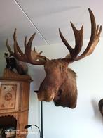 Mooie Alaska eland te koop, Ophalen, Beeldje of Figuurtje