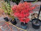 Acers  japanse esdoorn, Ophalen, Bloeit niet, Overige soorten, Halfschaduw
