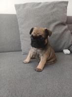 Franse Buldog Pups, Dieren en Toebehoren, Honden | Bulldogs, Pinschers en Molossers, België, Fokker | Hobbymatig, Rabiës (hondsdolheid)