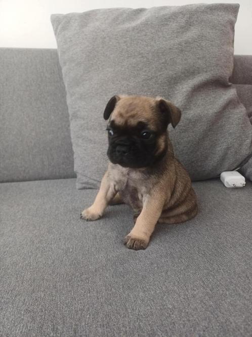 Franse Buldog Pups, Dieren en Toebehoren, Honden | Bulldogs, Pinschers en Molossers, Meerdere dieren, Bulldog, Fokker | Hobbymatig