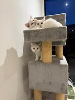 Britse korthaar kittens, Dieren en Toebehoren, Katten en Kittens | Raskatten | Korthaar, Meerdere dieren, 0 tot 2 jaar