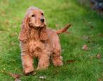 Gezocht cocker spaniël teefje pup ivm pensioen ouders, Dieren en Toebehoren, 8 tot 15 weken, Teef, Eén hond, Spaniël