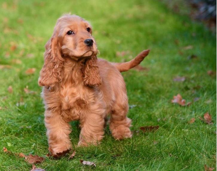 Gezocht cocker spaniël teefje pup ivm pensioen ouders, Dieren en Toebehoren, Honden | Retrievers, Spaniëls en Waterhonden, Teef