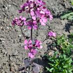 Judaspenning Chedglow, Ophalen of Verzenden, Zaad