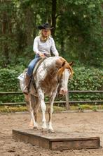 Hele knappe paint hengst, Minder dan 160 cm, B, Gechipt, Hengst