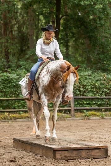 Hele knappe paint hengst beschikbaar voor biedingen