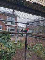 Mooie Stanly rosella, Dieren en Toebehoren, Vogels | Parkieten en Papegaaien, Mannelijk, Parkiet, Geringd