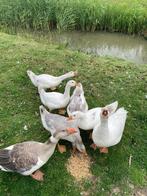 Te koop 4 jonge boeren ganzen, Dieren en Toebehoren, Pluimvee, Meerdere dieren, Gans of Zwaan