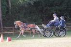 Welsh B , Stallion , Dekhengst, Menpony, Dieren en Toebehoren, Pony's, Hengst, C pony (1.27m tot 1.37m), 7 tot 10 jaar, Tuigpony