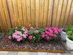 Roze boeren hortensia’s, Tuin en Terras, Planten | Tuinplanten, Vaste plant, Halfschaduw, Zomer, Ophalen