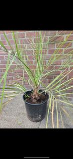 Butia Capitata Palm in Pot, Ophalen