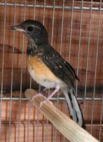 Schamalijsters POP, Dieren en Toebehoren, Vogels | Overige Vogels, Vrouwelijk, Tropenvogel, Geringd