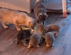 Britse korthaar kittens!, Dieren en Toebehoren, Meerdere dieren, Ontwormd, 0 tot 2 jaar