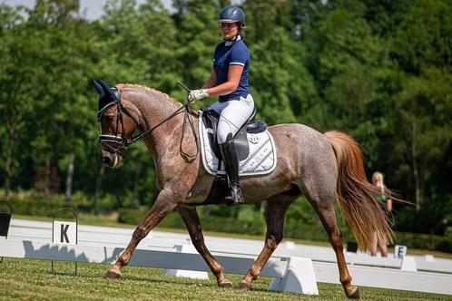 Plek over! Orun instructrice regio Nijkerk en omstreken, Diensten en Vakmensen, Dieren | Paarden | Verzorging, Oppas en Les