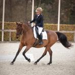 Working equitation/ dressuur paard te koop, Minder dan 160 cm, Z, Gechipt, Ruin