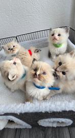 Ragdoll kittens, Dieren en Toebehoren, Katten en Kittens | Raskatten | Langhaar, Meerdere dieren