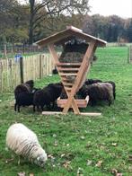 hooiruif schaapje geitje, Dieren en Toebehoren