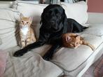 Lief speels rode kitten vrouwtje, Dieren en Toebehoren, Katten en Kittens | Overige Katten, Poes, Kortharig, 0 tot 2 jaar