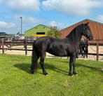 Arabo-Friese merrie te koop, Dieren en Toebehoren, Paarden, Merrie, Gechipt, M, 160 tot 165 cm