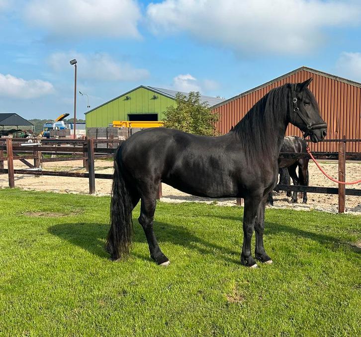 Arabo-Friese merrie te koop, Dieren en Toebehoren, Paarden, Merrie, M, 160 tot 165 cm, 11 jaar of ouder, Recreatiepaard, Met stamboom