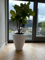 Keramische bloempot Ecri Living, wit zijdeglans, Ophalen, Steen, Gebruikt, 50 tot 75 cm