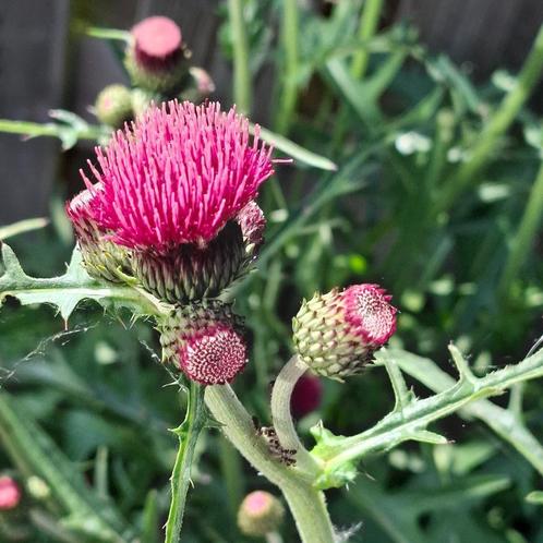 Vederdistel Cirsium rivulare 'Atropurpureum', Tuin en Terras, Bloembollen en Zaden, Zaad, Voorjaar, Volle zon, Ophalen of Verzenden