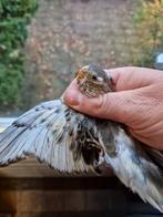 Bourke in (split) gezoomd bourks, bourkes, bourke, Dieren en Toebehoren, Vogels | Parkieten en Papegaaien, Meerdere dieren, Parkiet